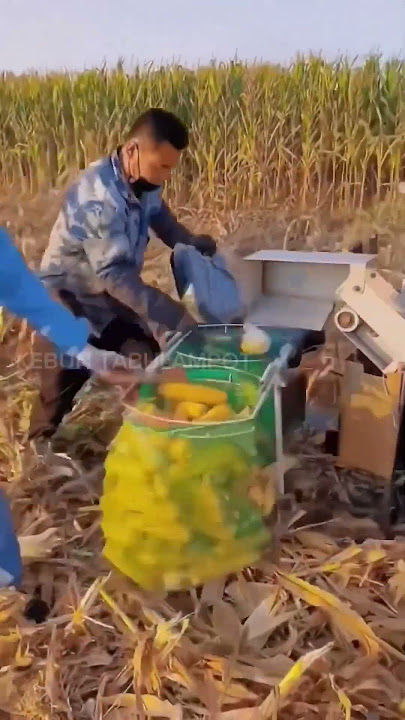The most sought after modern corn harvesting tool #agriculture