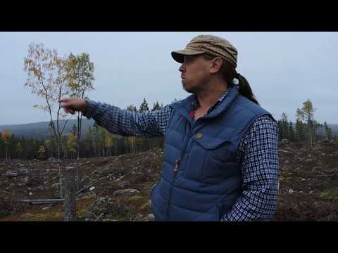 Video: Konstig Avverkning Av Skogar I Chelyabinsk-regionen - Alternativ Vy