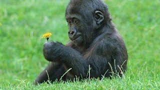 Funny Monkeys That Will Change Your Mood For Good