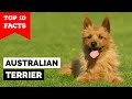 Australian Terrier - Top 10 Facts の動画、YouTube動画。
