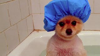 Cute Puppy Shower Compilation @SadCatGo