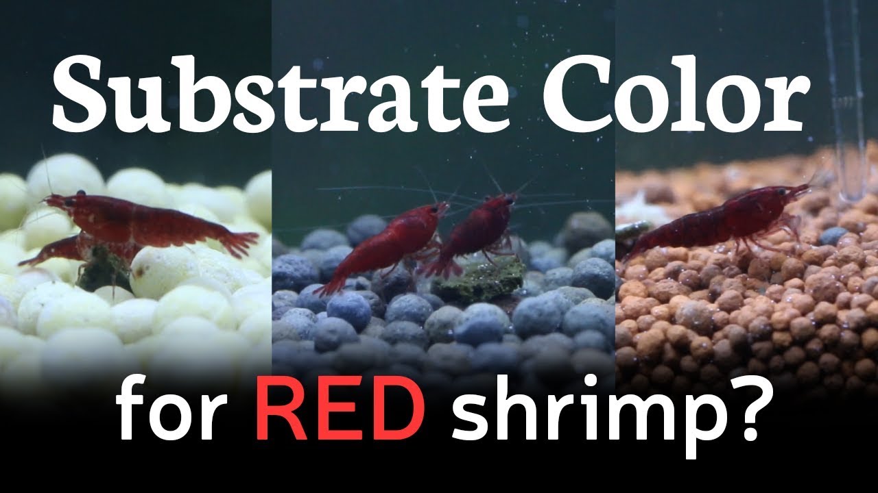 Best Substrate Color for Red Shrimp YouTube