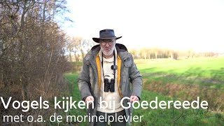 Download Lagu Vogels kijken bij Goedereede met o.a. de morinelplevier #1689 MP3