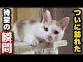 保護して5日目の子猫が見せた幸せの瞬間