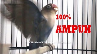 Sekali Pancing Lovebird Ngetik Langsung Ngekek, Pancingan Jitu 100% Ampuh langsung Nyaut