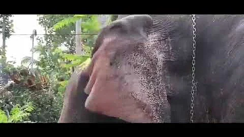 Pambadi Rajan # sailesh vaikom# ilamballi sree dharmma sastha temple