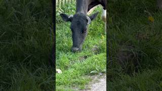 Amazing And Beautiful Rural Cow  #Cow #Farming #Farm #Farmlife #Rural