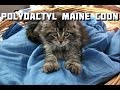 Maine Coon Polydactyl Cat