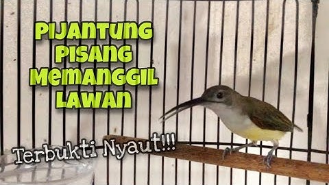 PIKAT AMPUH‼️Pancingan Pijantung Pisang Agar Bunyi, Pijantung Liar Langsung Nyaut | Kicau Tembak