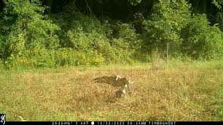 October 16, 2020 PA Trail Cam Browning FHD Spec Ops Recon Force Deer Buck Turkey Hawk Footage