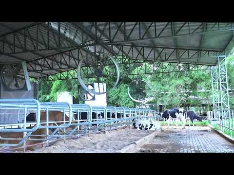 LOTE 123 2 VENTILADORES MAMUTE