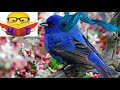 Слухать "Синій птах (переказ)" Метерлінк Моріс Аудіо Відео (українською)