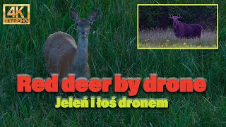 Wildlife: Red deer, moose and ducks by drone in 4K | Łania dronem | Relaxing