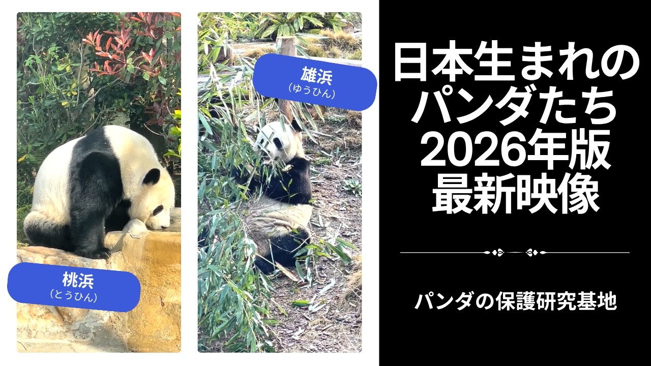 The Current Lives of Japan-Born Giant Pandas in 2026 | Documenting