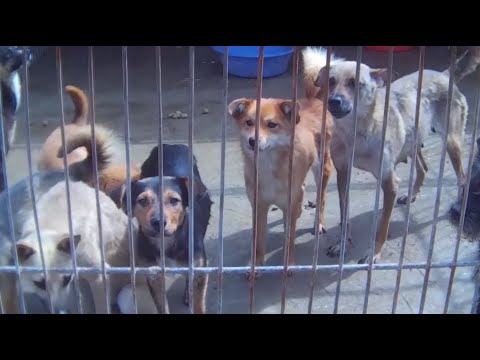 LCA China Dog Meat - Undercover Investigation