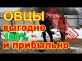 Содержание овец зимой без выпаса//100% ВЫГОДНО и ПРИБЫЛЬНО.