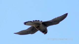 Kestrel hovering at Uphill