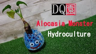 ジェルポリマーでハイドロカルチャー Alocasia Monster