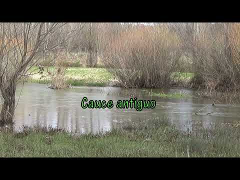 Cauce antiguo I I