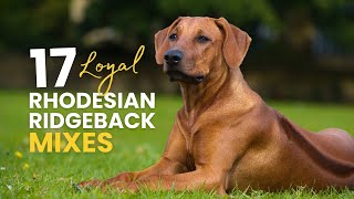 17 Rhodesian Ridgeback Mixes: Loyal, Strong, and Adorable!