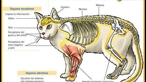 ¿Cuál es la función del sistema nervioso de los animales?