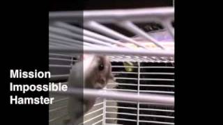 Mission Impossible Hamster Net Worth