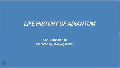 External morphology of Adiantum
