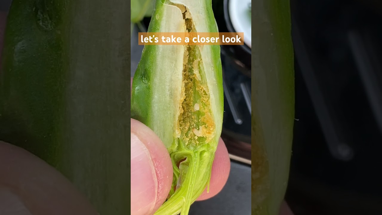 How to destroy these pests? 