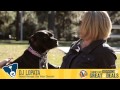 Doggone Great Deals Testimonials | DJ Lopata