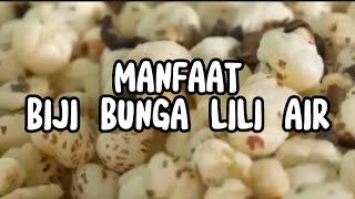 MANFAAT BIJI BUNGA LILI AIR