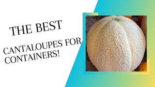 The EASY way to GROW cantaloupes in containers!