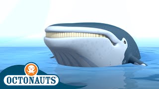 Octonauts  The Humpback Whales | Cartoons for Kids | Underwater Sea Education