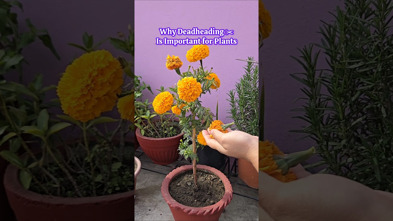 🌱Why Deadheading Is Important | सूखे फूल हटाना पौधों के लिए क्यों फायदेमंद है 