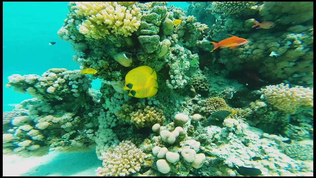 Scuba Diving at Marsa Alam YouTube