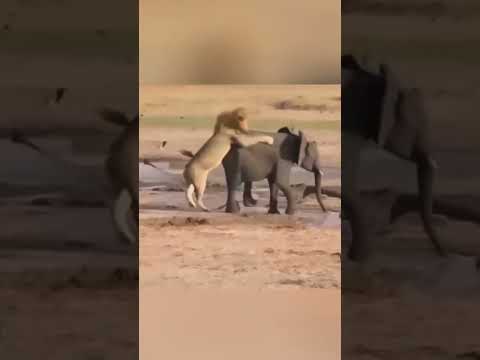 Elefante vs Leon – Impactantes Escenas de la Naturaleza