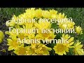 Адонис весенний. Горицвіт весняний. Adonis vernalis