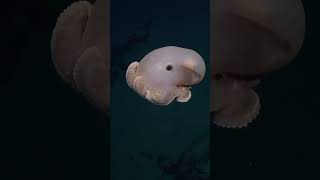 His Deep-Sea Octopus Has Elephant-Like Ears