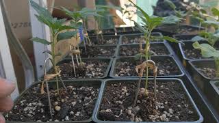 Supporting your plants!
