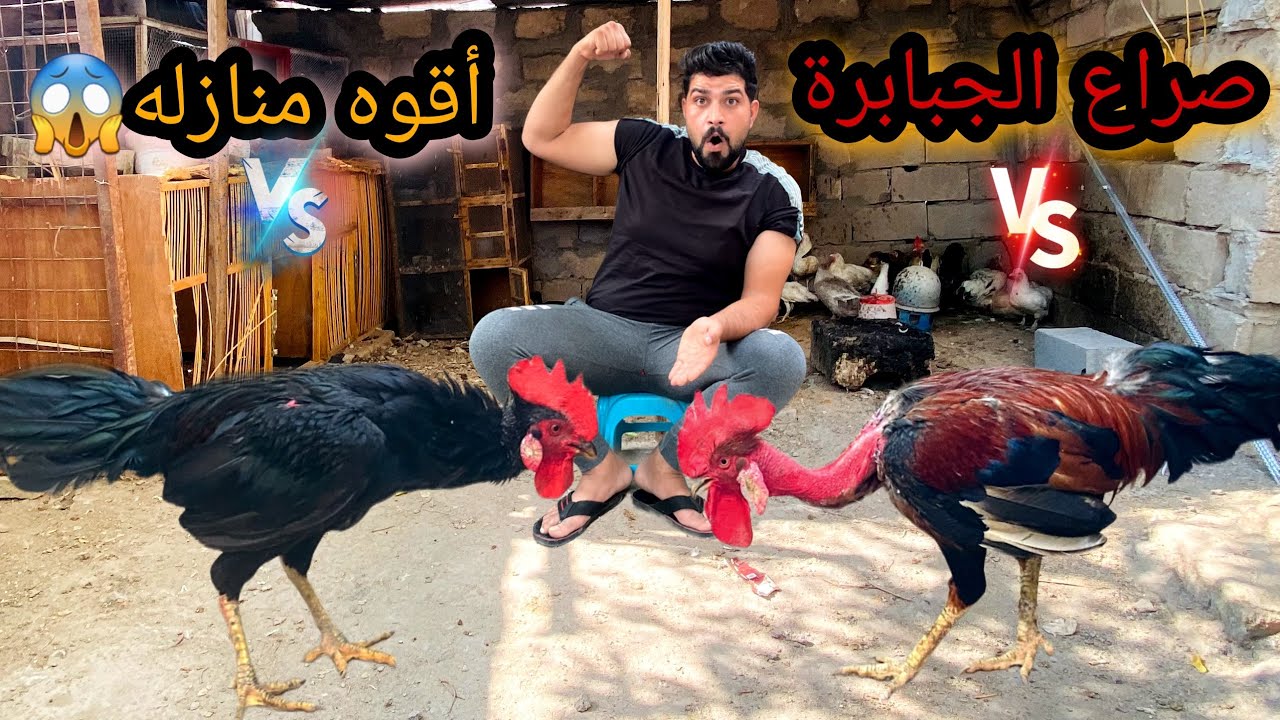 كركنه أم نعيم🪺وطير قوي يدخل المزرعه😱