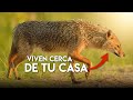 Nuevo depredador en ESPAÑA 😲 Han llegado los chacales!