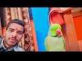 Hamara pyara mittu beta 😊| sabse cute parrot ever" 🦜☺️| mittu ki masti 😁| Funny parrot video 😅||