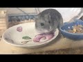 【病気】軟便のハムスターがこれで治りました♪