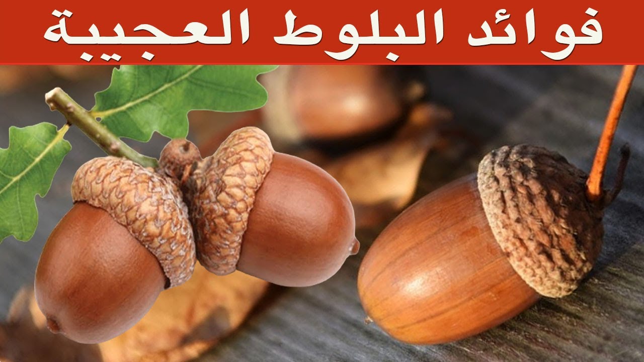 فوائد البلوط - هل تعلم ماذا تخفي ثمار البلوط من فوائد مذهلة؟ - YouTube