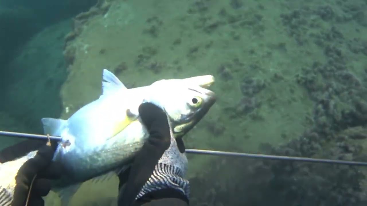 lg supreme 14 serra orata