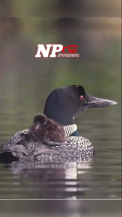 amazing Jungle duck video 2nd prt