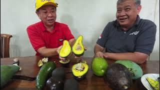 IF YOU WANT TO PLANT AVOCADO, THIS TYPE IS THE MOST SUITABLE