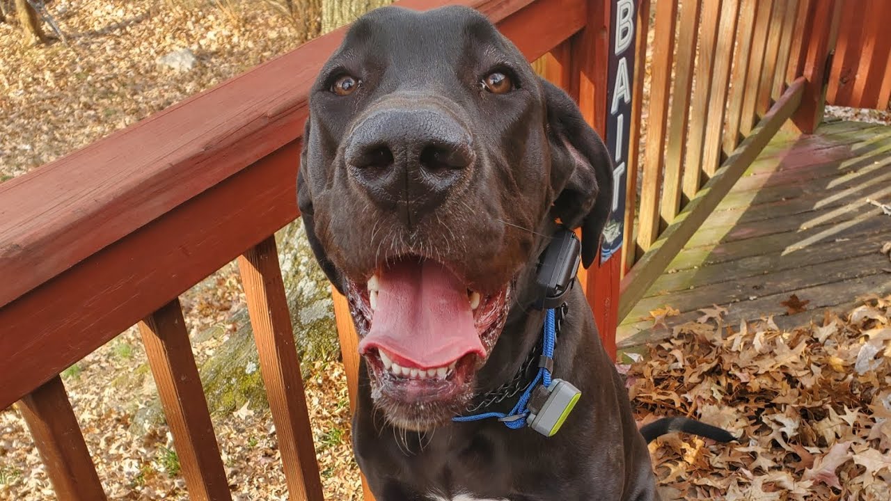 Freedom Board & Train Reggie Great Dane Cincinnati Dog Trainers