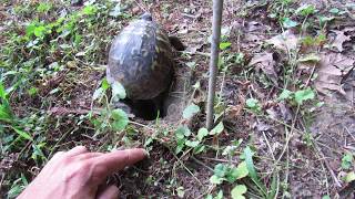 box turtle digging her nest.