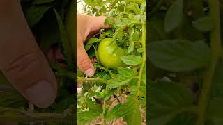 2026#7 #garden #moneysavingtips #easygrow #diy #tomato #growyourownfood
