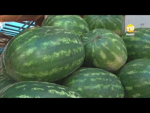 Как выбрать арбуз. 2016-08-03